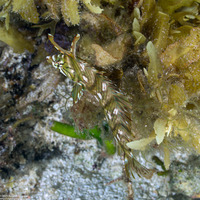 Novaculichthys taeniourus (Rockmover Wrasse)