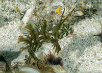 Novaculichthys taeniourus (Rockmover Wrasse)