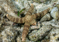 Nardoa tuberculata (Tuberculate Sea Star)