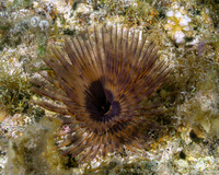 Sabellastarte spectabilis (Common Feather Duster Worm)