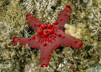 Pentaceraster tuberculatus (Tuberculate Pentaceraster)