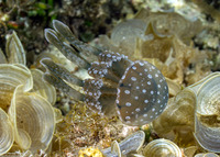 Mastigias papua (Lagoon Jelly)