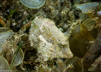 Acreichthys tomentosus (Bristle-Tail Filefish)