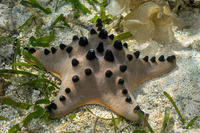 Protoreaster nodosus (Chocolate Chip Sea Star)