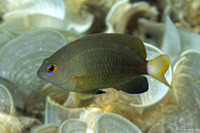 Pomacentrus chrysurus (Whitetail Damsel)