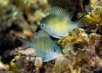 Amblyglyphidodon curacao (Staghorn Damsel)