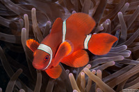 Amphiprion biaculeatus (Spinecheek Anemonefish)