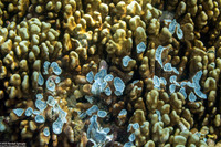 Heliopora coerulea (Blue Coral)