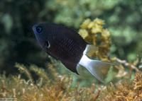 Chromis margaritifer (Bicolor Chromis)