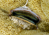 Pedum spondyloideum (Iridescent Scallop)
