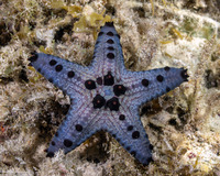 Pentaceraster alveolatus (Honeycomb Sea Star)