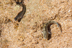 Blenniiformes