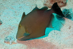 Triggerfishes