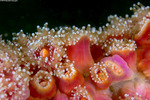 Corallimorphs