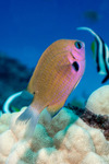 Chromis