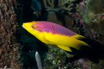 Bodianus