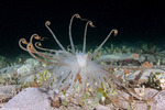 Cnidaria
