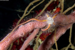 Brittle Stars