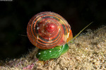 Vetigastropoda