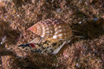 Neogastropoda