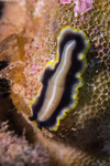 Flatworms
