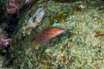 Wrasses