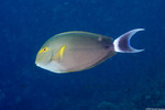 Acanthurus