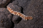 Holothuria