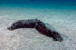 Sea Cucumbers