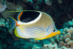 Butterflyfishes