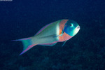 Thalassoma