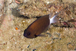 Pycnochromis