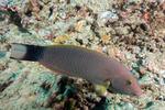 Thalassoma
