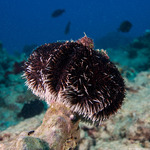 Echinoidea