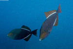 Triggerfishes