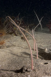 Brittle Stars