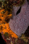 Porifera