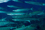 Barracudas