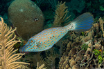 Filefishes