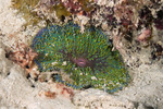 Corallimorphs