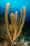 Octocorals