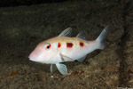 Goatfishes
