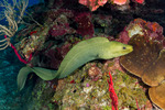 Eels and Eel-like Fishes