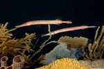 Aulostomus
