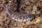 Sea Cucumbers