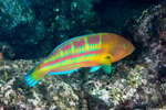 Thalassoma