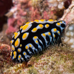 Phyllidiidae