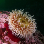 Anemones