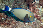 Surgeonfishes and Tangs
