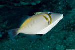 Triggerfishes
